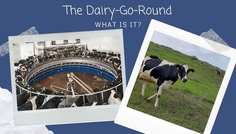 The Dairy-Go-Round