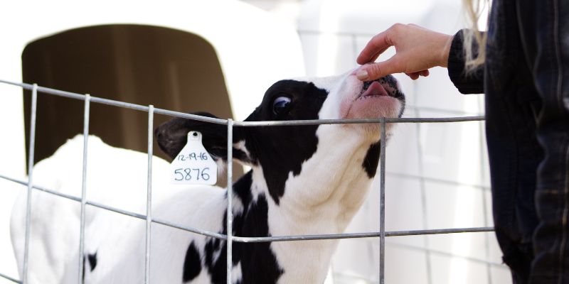 Calves FAQ - Morning Fresh Dairy
