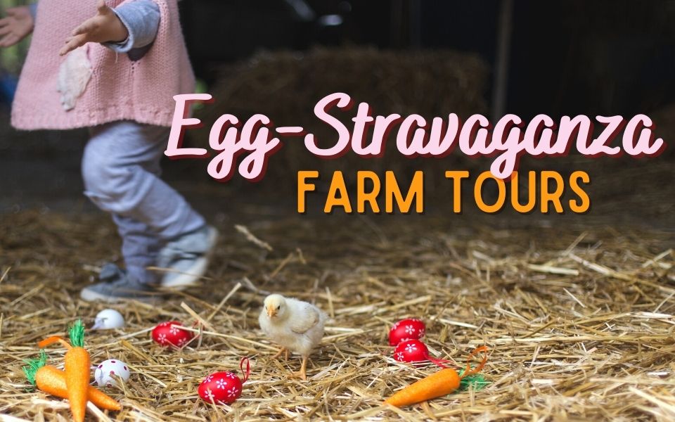 Egg-Stravaganza - Morning Fresh Dairy